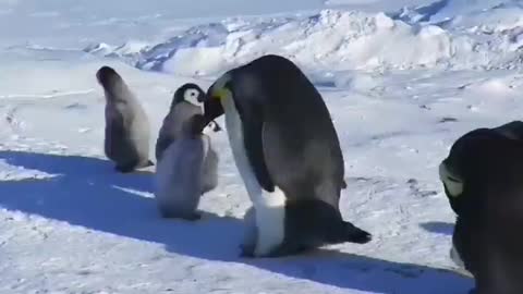 Baby penguin dont want to leave her mother !