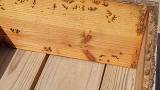 Splitting bees