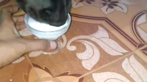 my rottwiler licking icecream