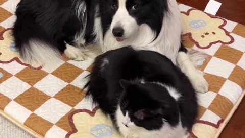 "Feline and Canine Doppelgängers: The Adorable Tale of Cat and Dog Twins!"