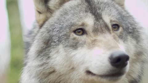 A brown wolf with beautiful fur in the jungles.