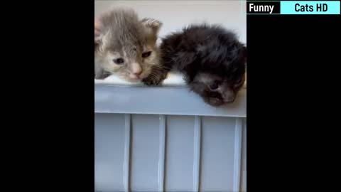 😻 Best Funny Cat Videos Of This Week 😂_ Funny Cat Moments _ Super Laugh Time #10