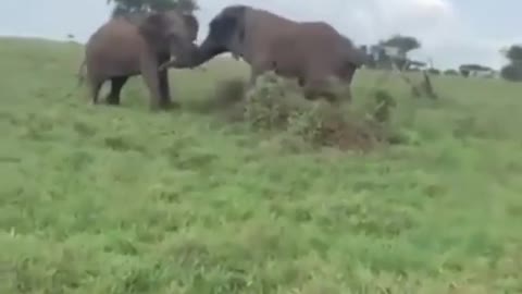 Elephant attack