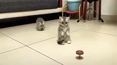 Funny videos of two cats