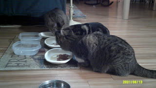 Frankie, Tootsie, and Cassie eating