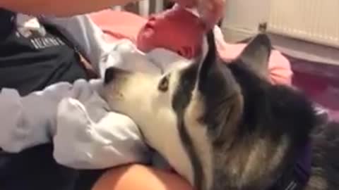 Graban la reacción de un husky cuando le permiten acercar su hocico al rostro del recién nacido