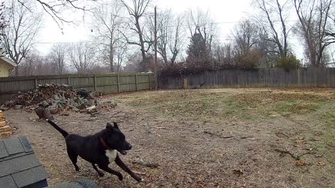 Splitting wood and hanging with my dogs