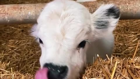 This cute calf with make your smile i bet you 🤭❤️