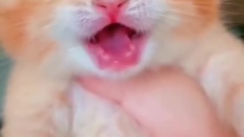 shorts cat meme & kitten ( tik tok video ] - funny cats meow baby cute compilation [ cat cash home