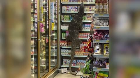 MASSIVE Monitor Lizard Attacks Store Shelves!