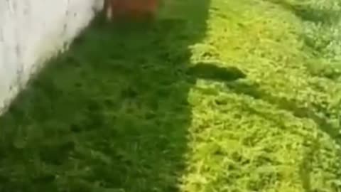 como não se apaixonar por esse pets fofos