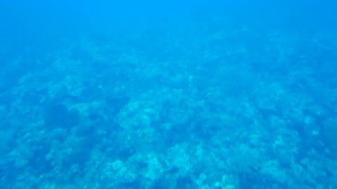 A short piece of a submarine trip at the Barbados sea