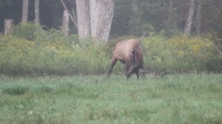A Bull Elk Marking its Territory!