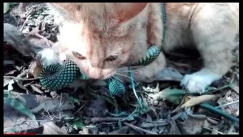 Snake vs cat fight