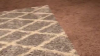 Brown white bull dog runs to owner and runs into chair couch