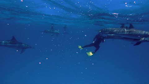 A young free diver with dolphins