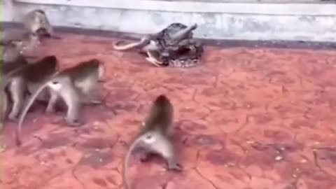 Mankey fight