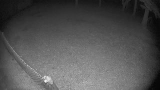 Raccoon and Deer Square up in Backyard
