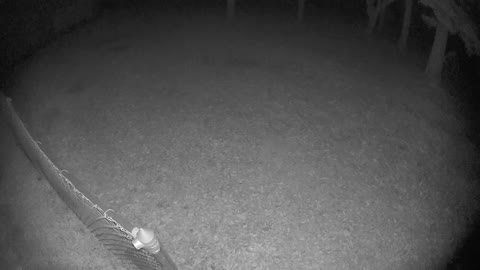 Raccoon and Deer Square up in Backyard