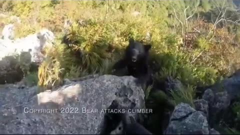 Bear Attacks Climber—What Happens Next Will Shock You!