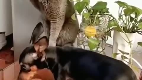 Cat vs Dog fight | Cat slap Dog |