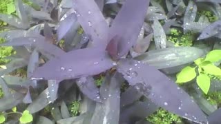 Um pequeno jardim com várias plantas coração roxo com gotas de chuva [Nature & Animals]