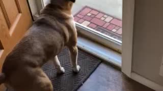 Bubba the Dog AKA Mr Wiggle butt sees his step sister coming over