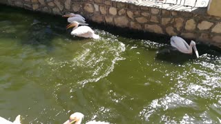 Hot Bath Family Pink Pelican
