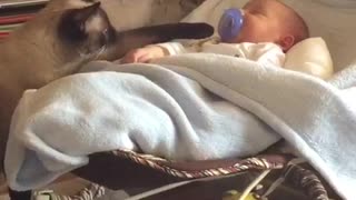 Cat interested in babys purple pacifier