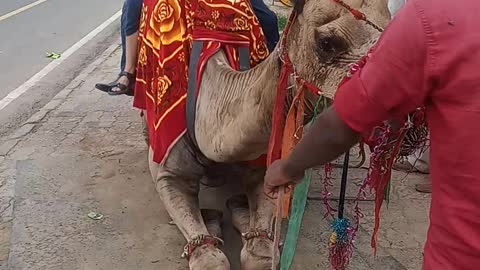 Camel ride