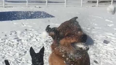 Slowmo brown dog catches snow ball in field