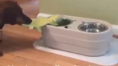 Gator eats first 🗣🥰