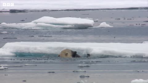 Hungry Polar Bear Ambushes Seal | 4K UHD | The Hunt | BBC Earth