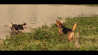 Husky And German Shepherd In The Lake