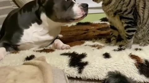 Dog vs cat lover kiss cute 😘😘😘