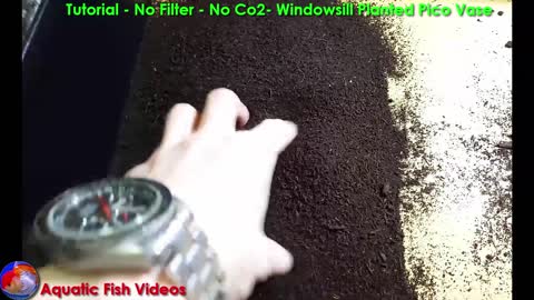 Tutorial - No Filter - No Co2 - Windowsill Planted Pico Vase