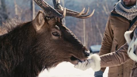 Closeup of hand of woman hand feeding wild deer in the winter