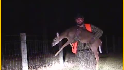 Saving A Buck Stuck In Fence Badly