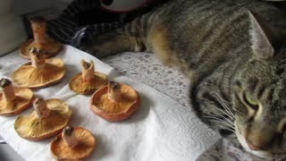 Cat protecting mushrooms