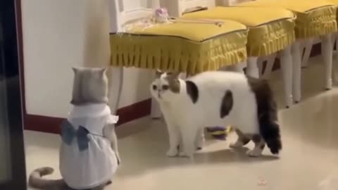 Funny cats video