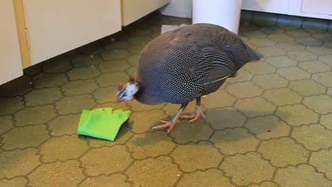 Twink the Guinea Fowl playing with rubber glove
