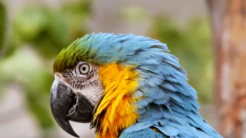 beautiful macaw singing to the camera