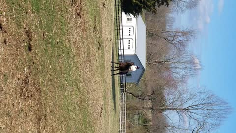 Forest saddle testing