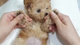 MY FIRST HAIR CUT/ PUPPIES 1ST TIME AT THE GROOMERS