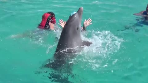 A dolphin playing with a family-The funny video