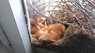 Baby Squirrels Napping