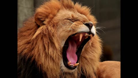 Sound effect of roaring lions