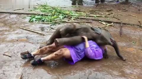 Games with a baby elephant