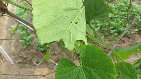 Ladybug eats gourd leaves