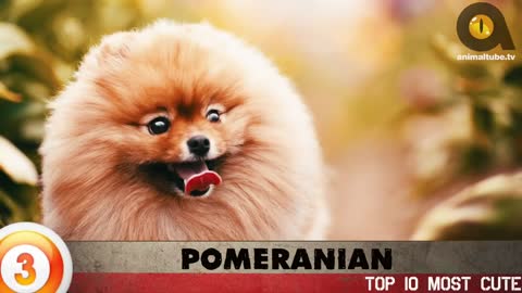 Top 10 Tute Dog Breed🐕🐶